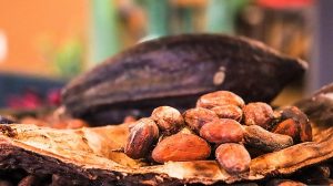 Semilla de cacao-Espacio Cuidado Natural