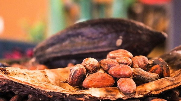 Semilla de cacao-Espacio Cuidado Natural